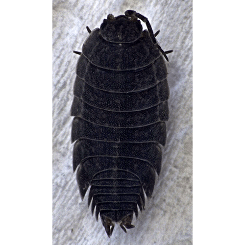 Семейство Dubioniscidae фото