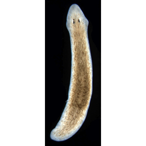 Семейство Dugesiidae  фото