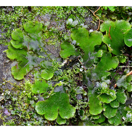 Семейство Dumortieraceae фото