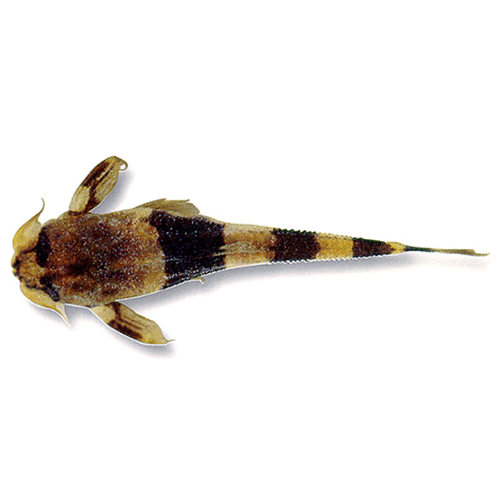 Род Dupouyichthys фото