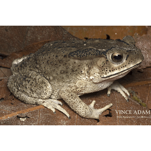  Род Duttaphrynus  фото