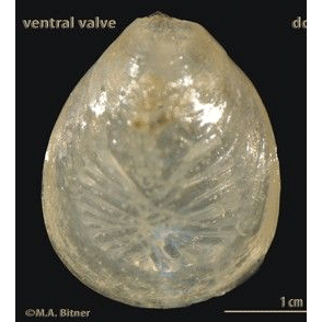 Семейство Dyscolioidea фото