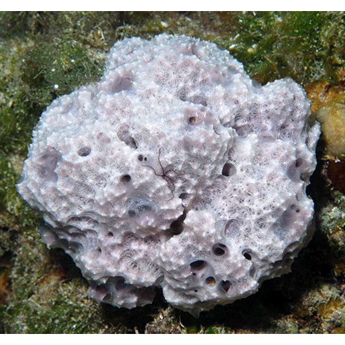 Семейство Dysideidae  фото