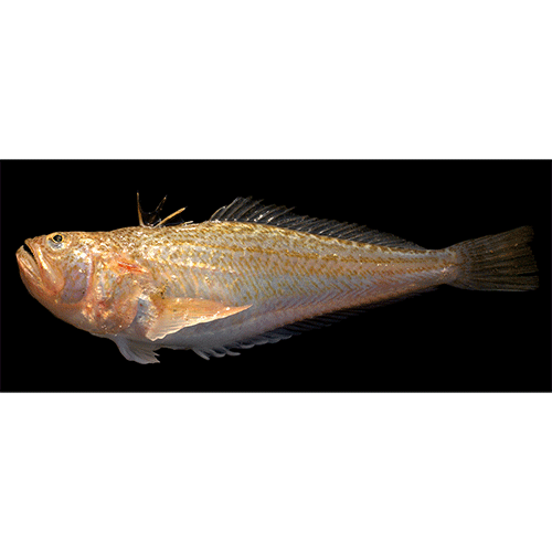 Род Echiichthys фото