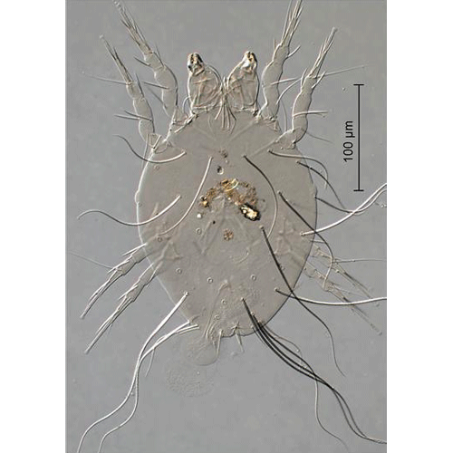 Семейство Echimyopodidae фото