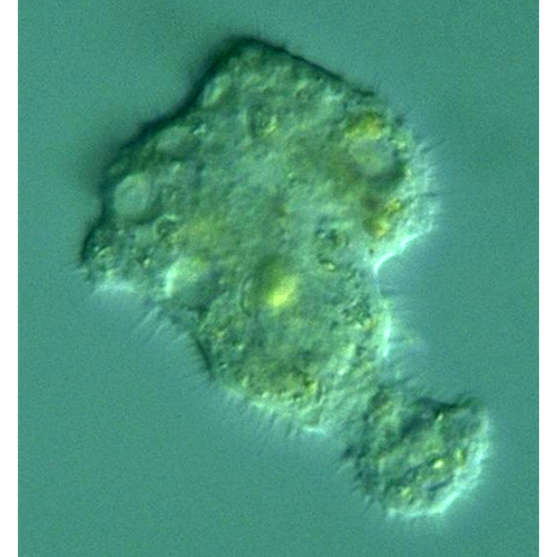 Семейство Echinamoebidae фото