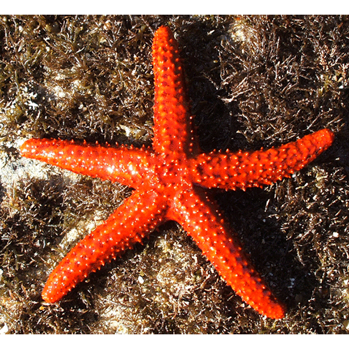 Семейство Echinasteridae  фото
