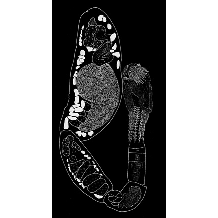 Семейство Echinobothriidae  фото