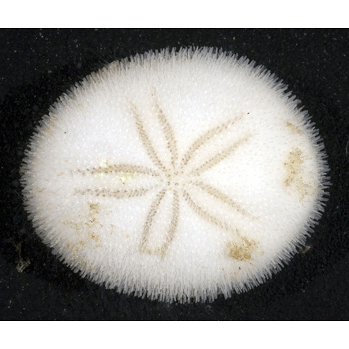Семейство Echinocyamidae  фото