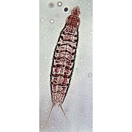 Семейство Echinoderidae  фото