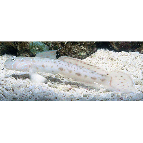 Род Echinogobius фото