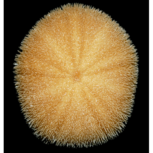 Семейство Echinoneidae  фото