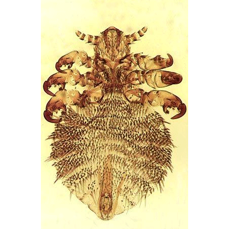 Семейство Echinophthiriidae фото