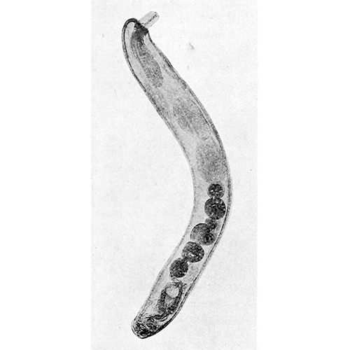 Семейство Echinorhynchidae фото