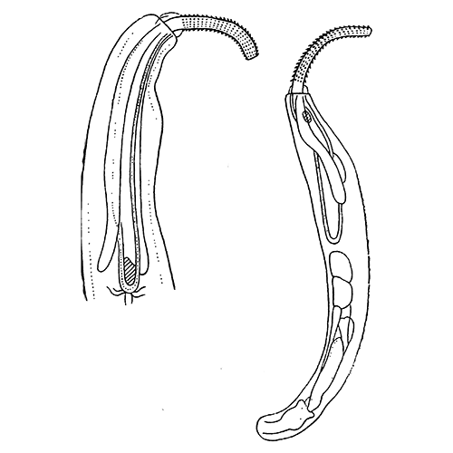 Род Echinorhynchoides фото