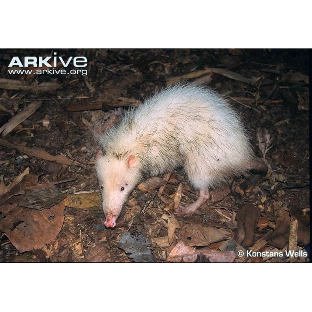 Гимнура (Echinosorex gymnura) Фото №4