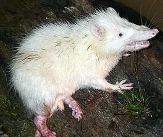Echinosorex gymnura alba