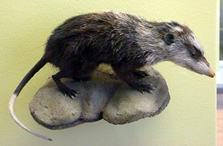Echinosorex gymnura gymnura
