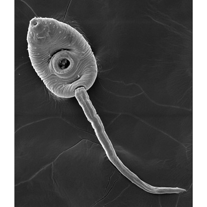 Семейство Echinostomatidae фото