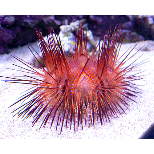 Семейство Echinothuriidae  фото