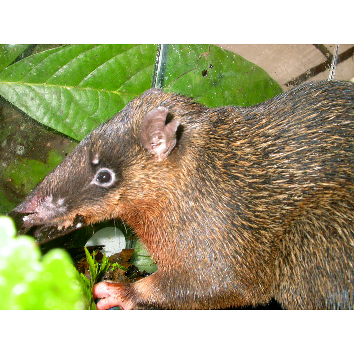 Толстоголовый бандикут (Echymipera rufescens) Фото №4