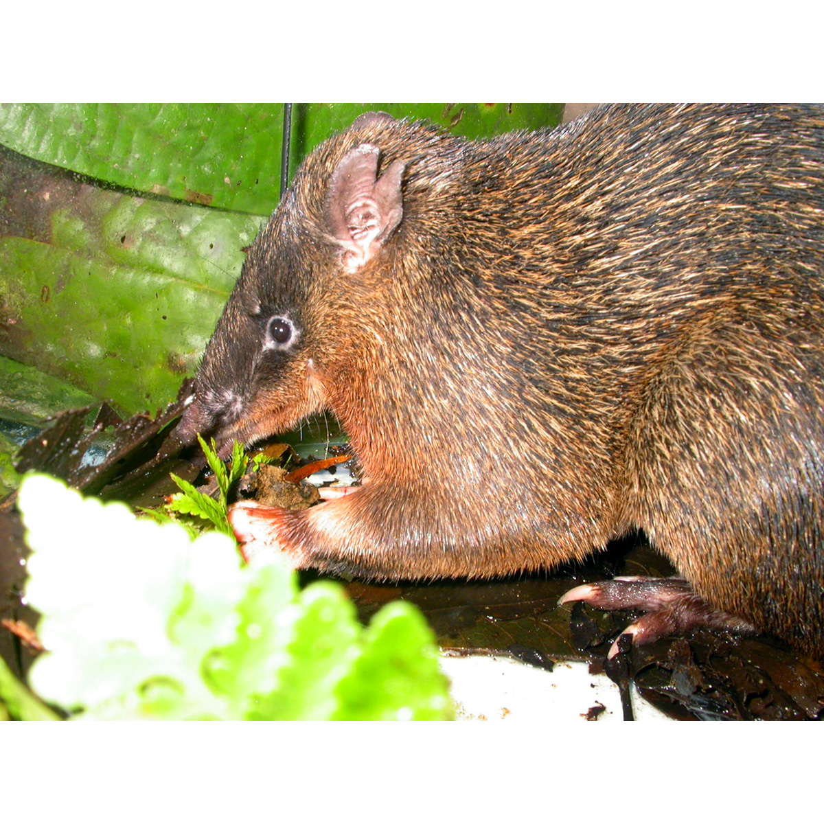 Толстоголовый бандикут (Echymipera rufescens) Фото №5