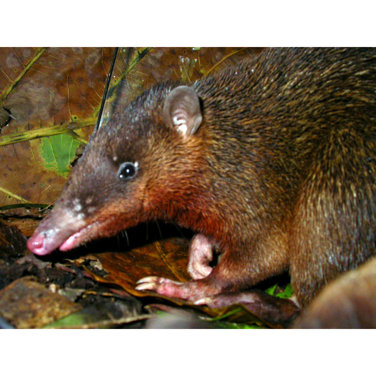 Толстоголовый бандикут (Echymipera rufescens) Фото №6