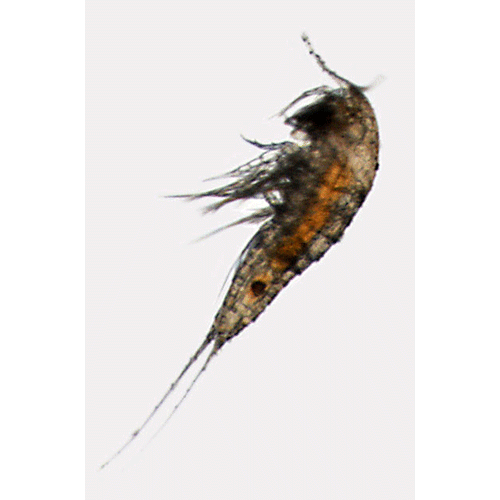 Семейство Ectinosomatidae фото