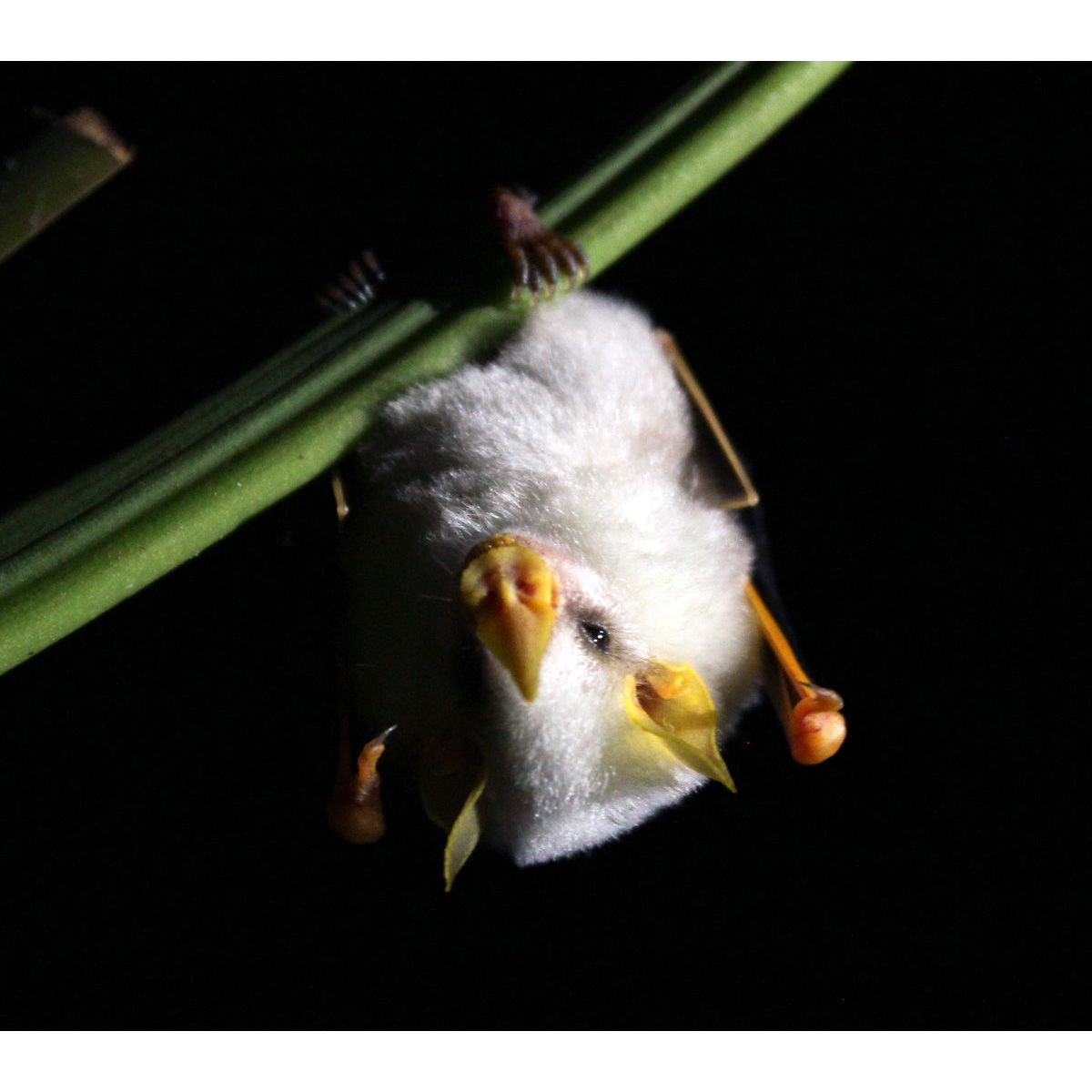 Белый листонос (Ectophylla alba) Фото №3