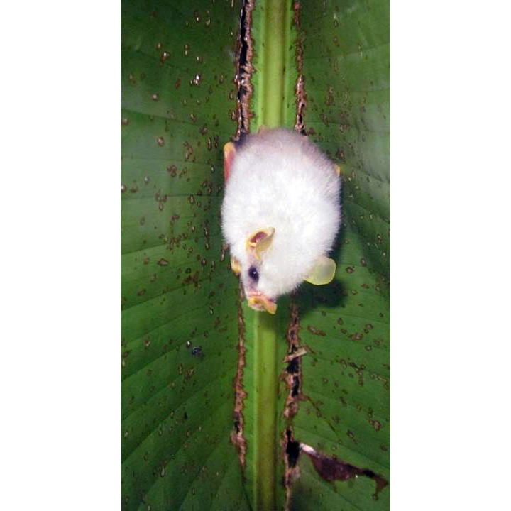Белый листонос (Ectophylla alba) Фото №5