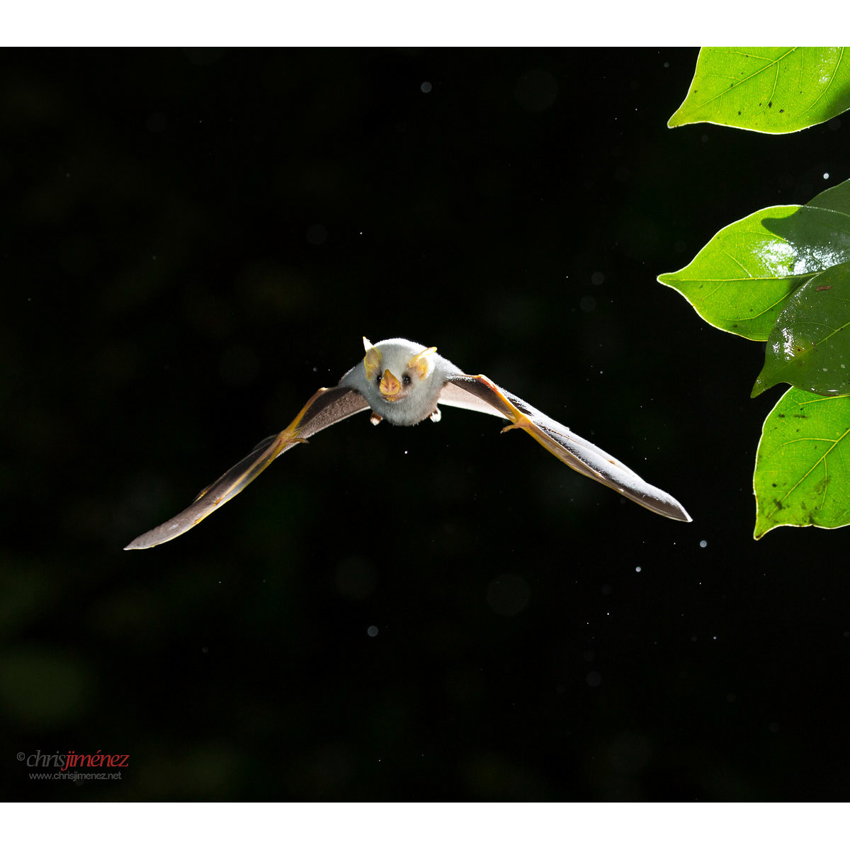 Белый листонос (Ectophylla alba) Фото №6