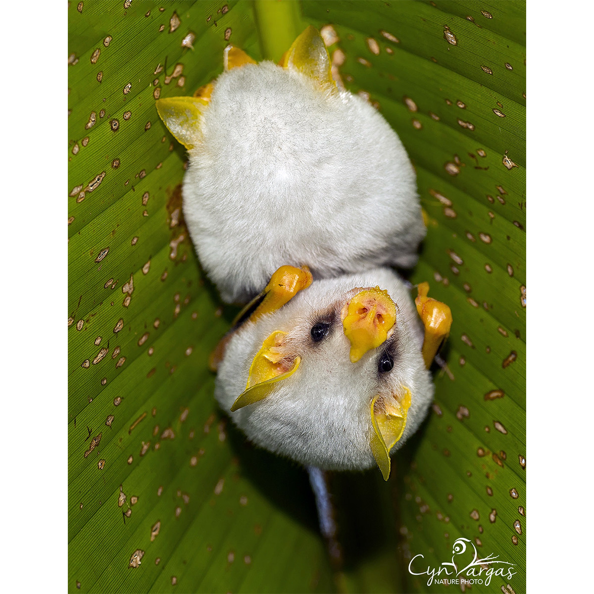 Белый листонос (Ectophylla alba) Фото №7