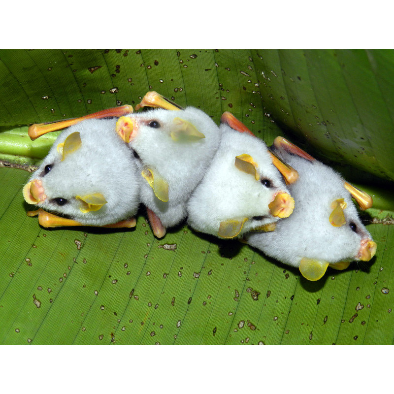 Белый листонос (Ectophylla alba) Фото №8