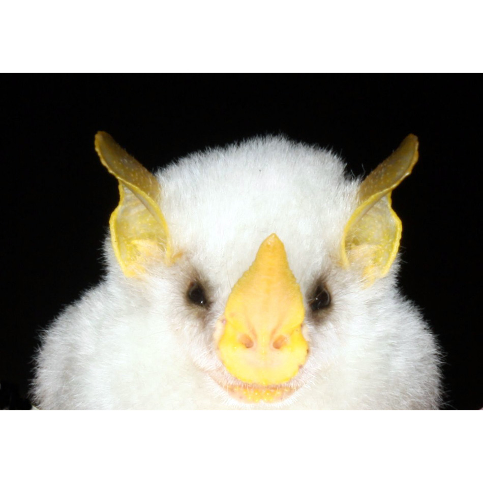 Белый листонос (Ectophylla alba) Фото №9
