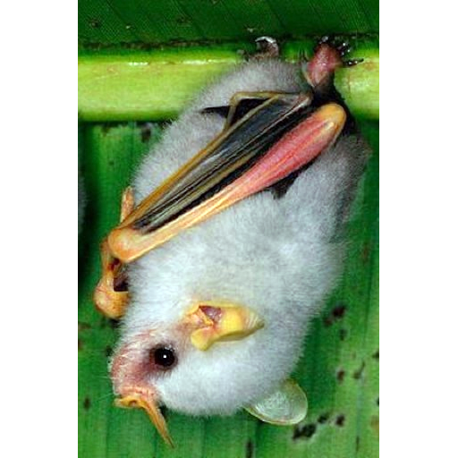 Белый листонос (Ectophylla alba) Фото №1