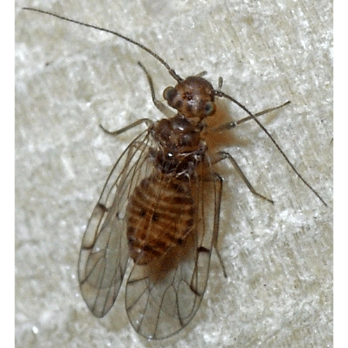 Семейство Ectopsocidae фото