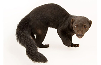 Eira barbara biologiae