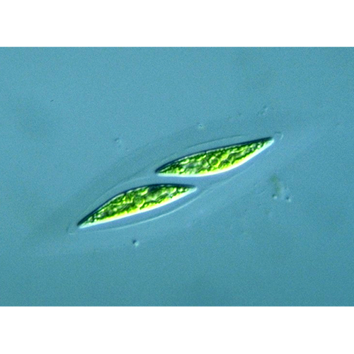 Семейство Elakatotrichaceae фото