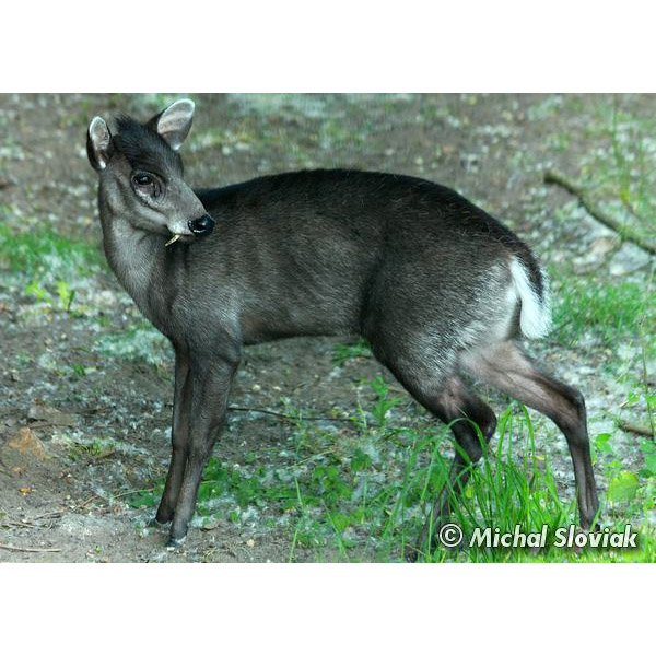 Elaphodus cephalophus Фото №3
