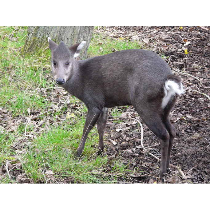 Elaphodus cephalophus Фото №4