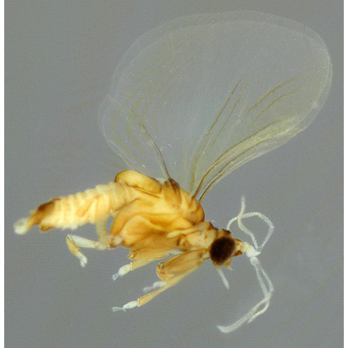 Семейство Elenchidae фото