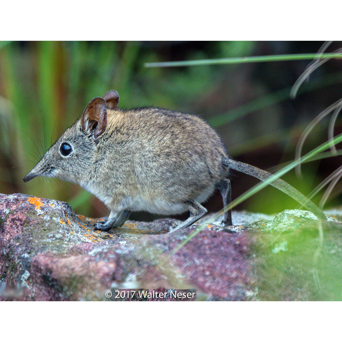 Голохвостый прыгунчик (Elephantulus myurus) Фото №6