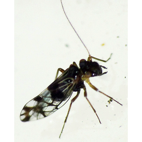 Семейство Elipsocidae фото