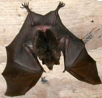 Emballonura semicaudata rotensis