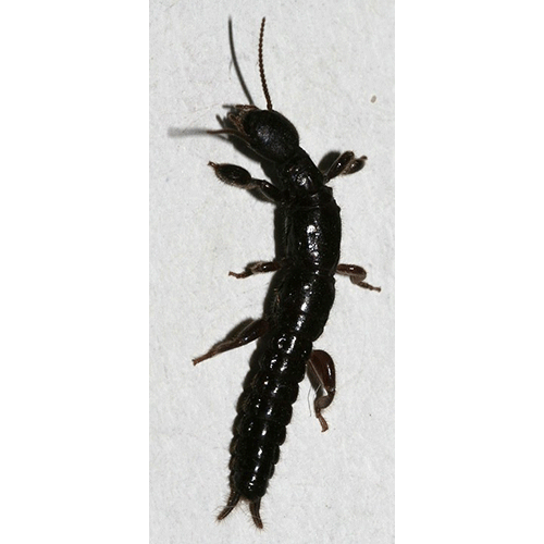 Семейство Embiidae фото