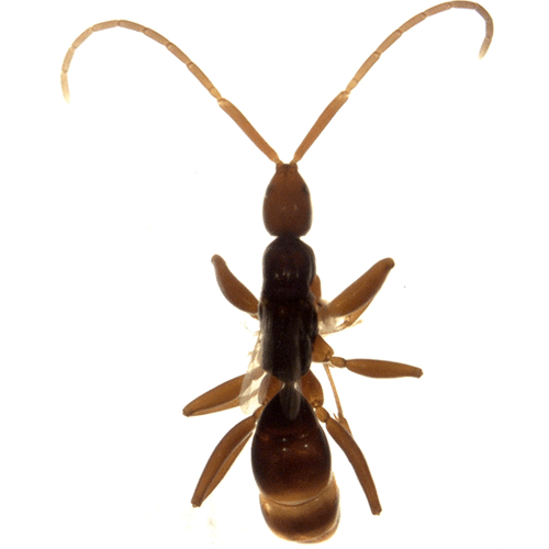 Семейство Embolemidae фото