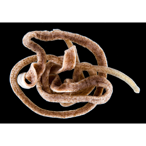 Семейство Emplectonematidae  фото