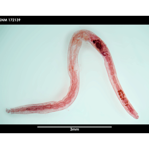 Семейство Enchytraeidae фото
