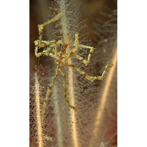 Семейство Endeididae фото