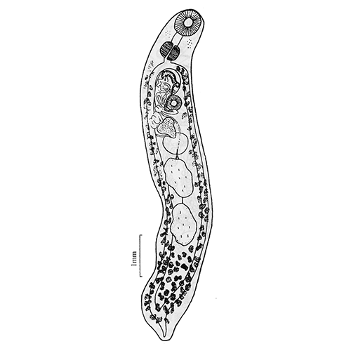Семейство Enenteridae фото